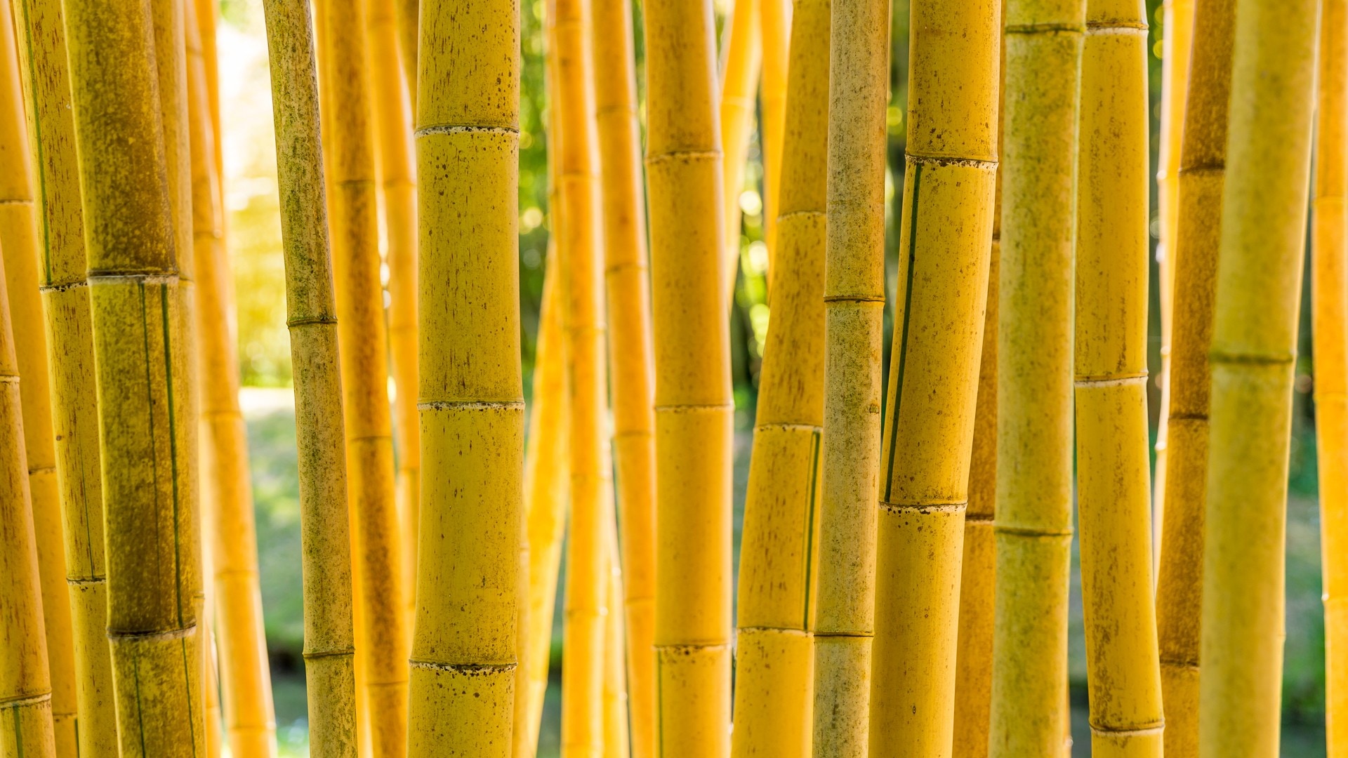 yellow-bamboos